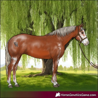 Horse Color:Chestnut Sabino Rabicano