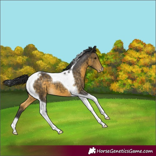 Horse Color:Buckskin Tobiano Blanket 