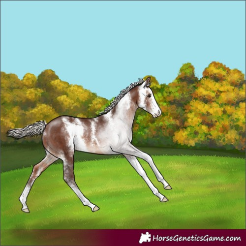 Horse Color:Silver Brown Sabino Rabicano 