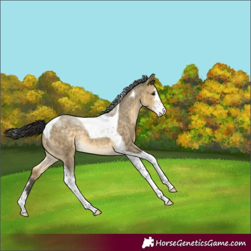 Horse Color:Buckskin Dun Sabino Tobiano