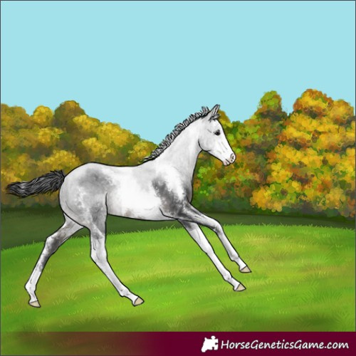 Horse Color:Black Sabino Rabicano