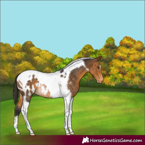 Horse Color:Buckskin Tobiano Blanket Rabicano