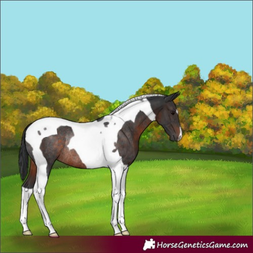 Horse Color:Brown Tobiano Rabicano 