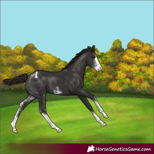 Horse Color:Liver Chestnut Sabino Appaloosa 