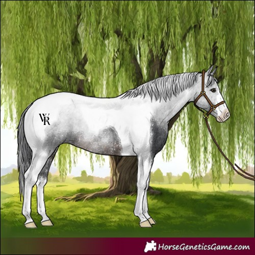 Horse Color:Brown Tobiano Rabicano