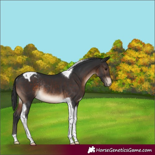 Horse Color:Brown Tobiano Appaloosa Rabicano 