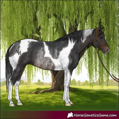 Horse Color:Brown Tobiano Rabicano