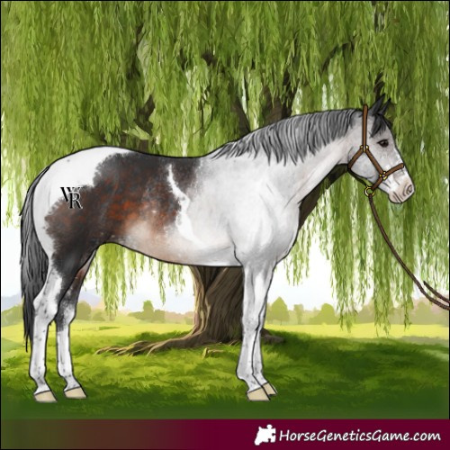 Horse Color:Brown Sabino Tobiano Rabicano