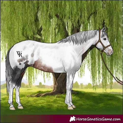 Horse Color:Brown Tobiano Blanket Rabicano