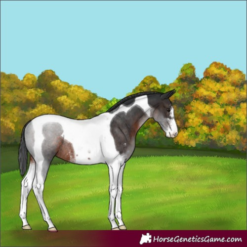 Horse Color:Brown Sabino Tobiano Rabicano