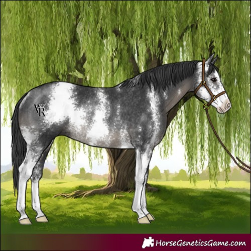 Horse Color:Black Sabino Rabicano 