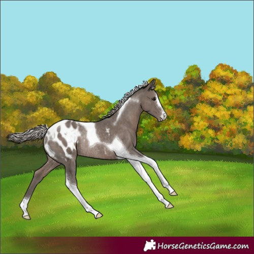 Horse Color:Silver Black Tobiano Blanket Rabicano