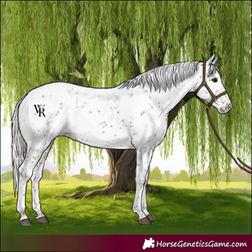 Horse Color:Silver Black Sabino Blanket Rabicano 