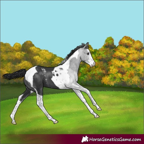 Horse Color:Black Sabino Tobiano Appaloosa 