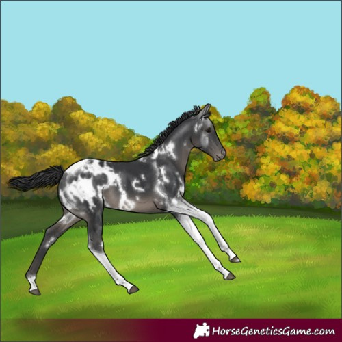 Horse Color:White Spotted Black Tobiano Appaloosa 