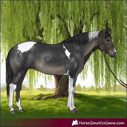 Horse Color:Black Tobiano 