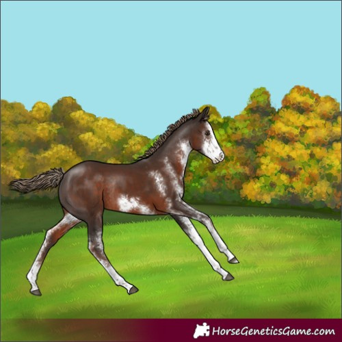 Horse Color:Liver Chestnut Sabino Rabicano 