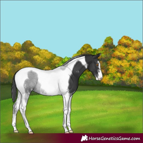 Horse Color:Black Sabino Tobiano 