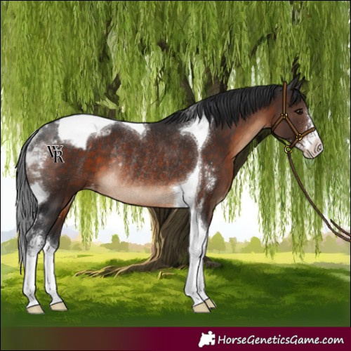 Horse Color:Brown Sabino Tobiano Varnish Rabicano