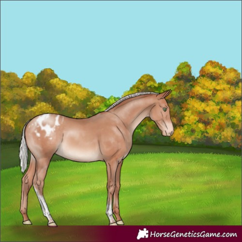 Horse Color:Silver Sable Champagne Tobiano Appaloosa Rabicano 