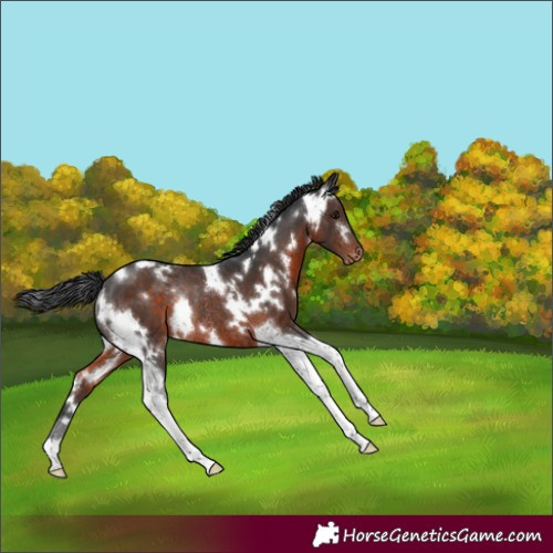 Horse Color:White Spotted Brown Tobiano Varnish Rabicano 