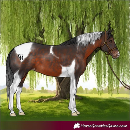 Horse Color:Brown Tobiano Varnish 