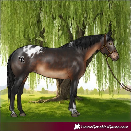 Horse Color:Gray Brown Tobiano Varnish Rabicano