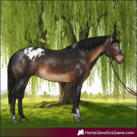 Horse Color:Gray Brown Tobiano Appaloosa Rabicano 