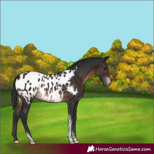 Horse Color:Brown Tobiano Appaloosa Rabicano