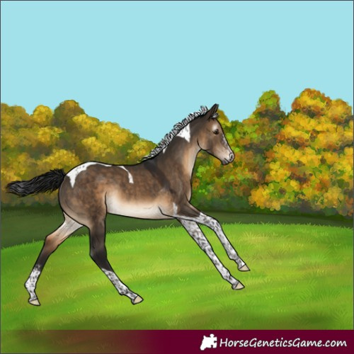 Horse Color:Gray Brown Dun Sabino Tobiano Rabicano
