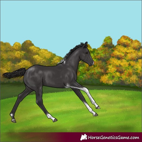 Horse Color:Smoky Black Tobiano 