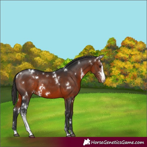 Horse Color:White Spotted Brown Sabino Appaloosa 