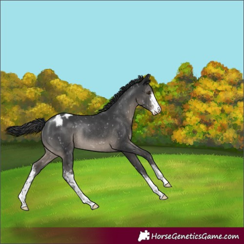 Horse Color:Black Sabino Appaloosa Rabicano 