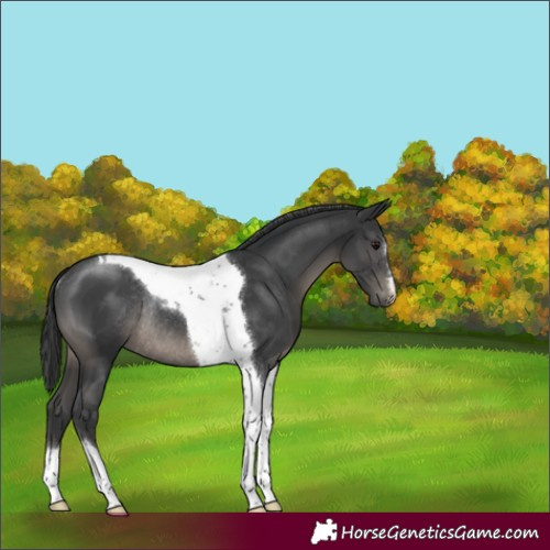 Horse Color:Black Tobiano Rabicano 
