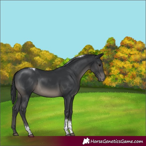 Horse Color:Black Sabino Tobiano Rabicano