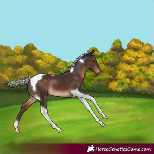 Horse Color:Silver Brown Tobiano