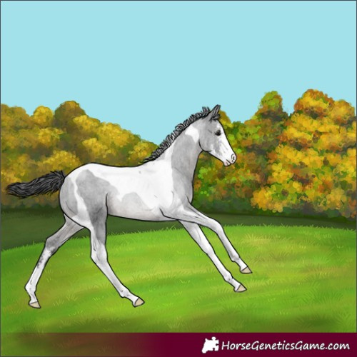 Horse Color:Black Sabino Tobiano Rabicano