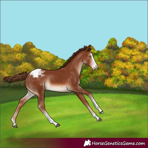Horse Color:Chestnut Sabino Tobiano Appaloosa Rabicano 