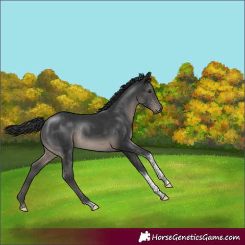 Horse Color:Black Tobiano Rabicano 