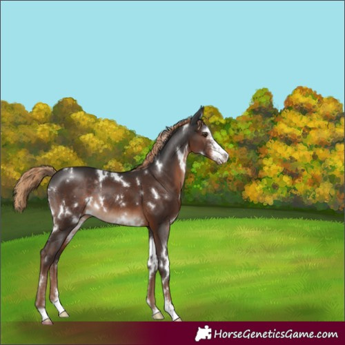 Horse Color:White Spotted Liver Chestnut Sabino Rabicano