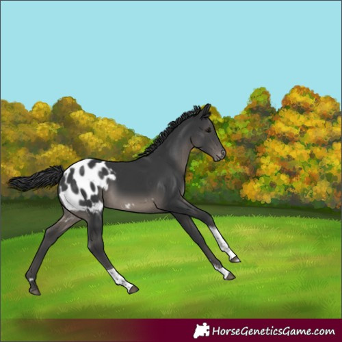 Horse Color:Black Tobiano Appaloosa Rabicano 