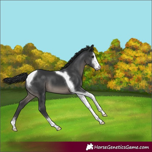 Horse Color:Black Sabino Tobiano 