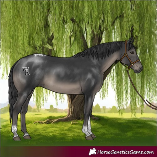 Horse Color:Black Tobiano 