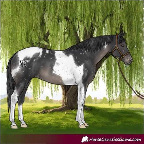 Horse Color:Black Tobiano Snowflake Varnish 