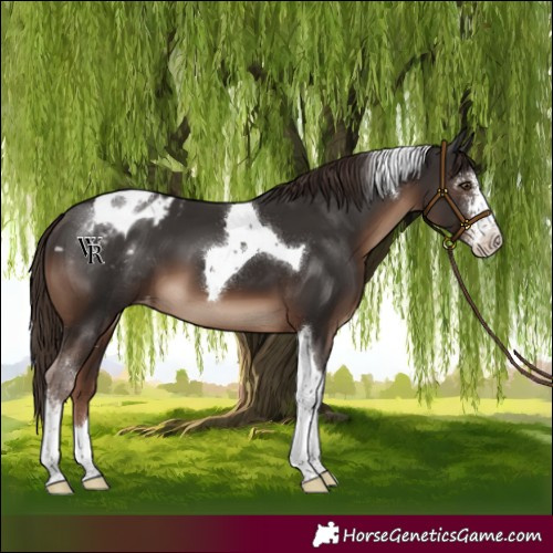 Horse Color:Liver Chestnut Sabino Tobiano Varnish 