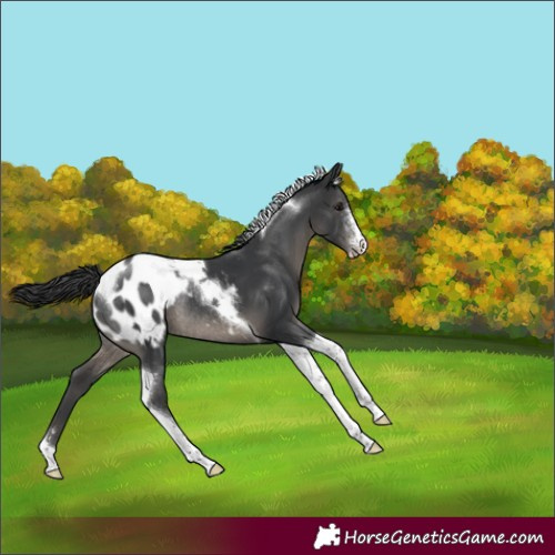 Horse Color:Black Sabino Tobiano Appaloosa Rabicano