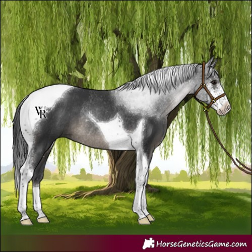 Horse Color:Black Sabino Tobiano Rabicano 