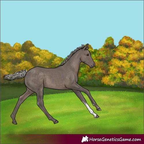 Horse Color:Silver Black Sabino Rabicano 
