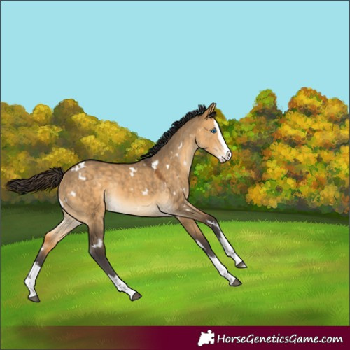 Horse Color:White Spotted Buckskin Dun Splash Rabicano