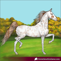 Horse Color:Red Roan Splash Appaloosa 